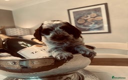 Cockapoo dogs for sale: Cockapoo puppies. Fully DNA tested.  - Image 16