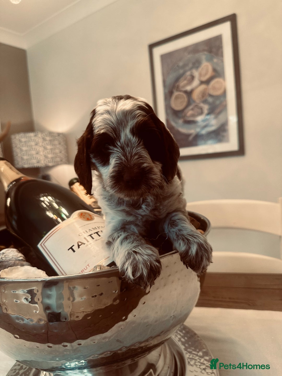 Cockapoo dogs for sale: Cockapoo puppies. Fully DNA tested.  - Image 16