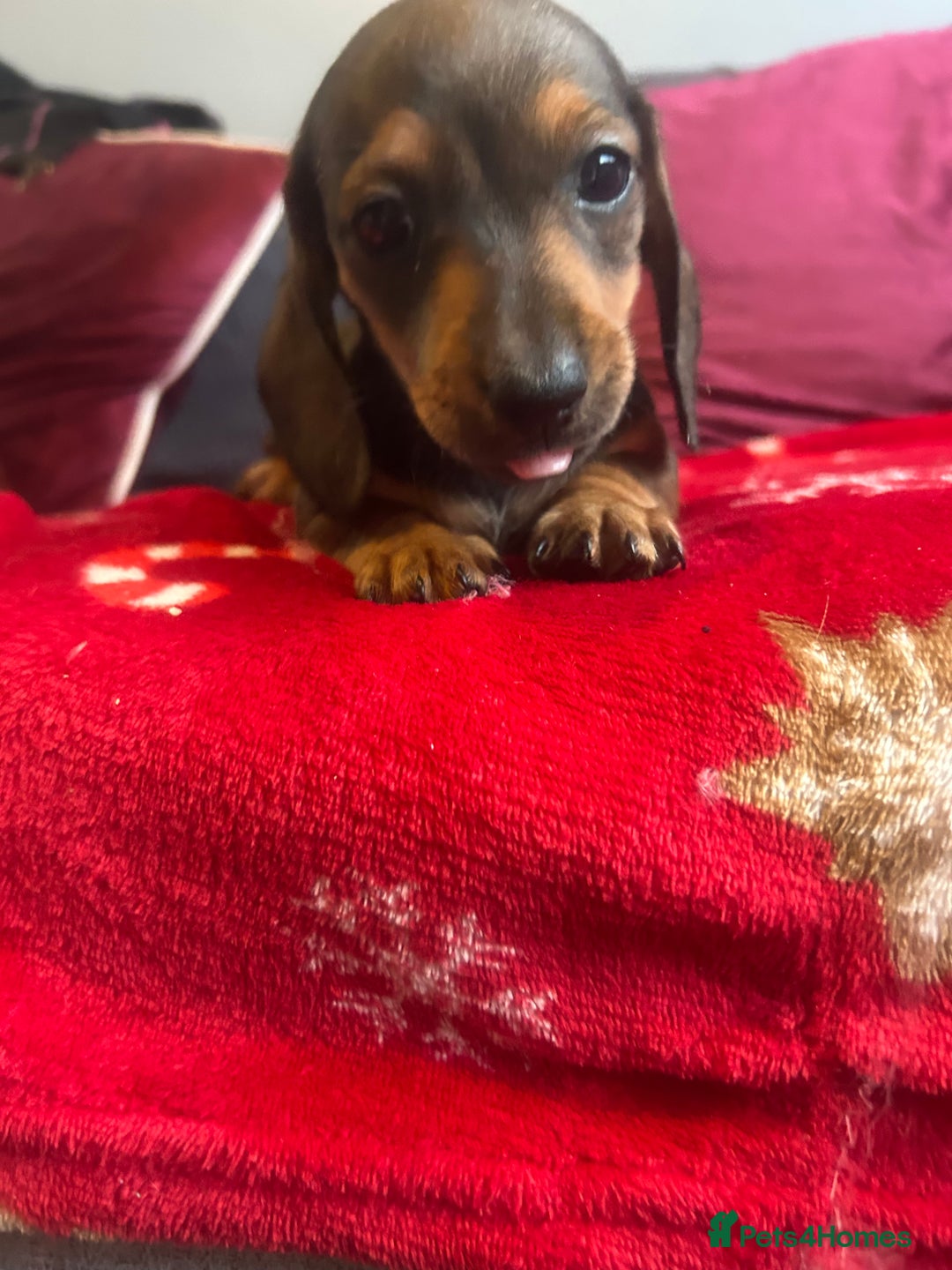 Miniature Dachshund dogs for sale: Miniature dachshund puppy’s  - Advert 20