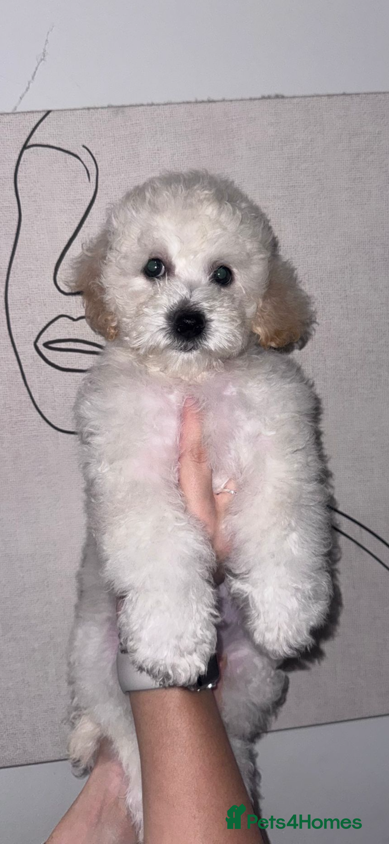 Cavapoochon dogs *REDUCED*LAST BABY GIRLS LEFT READY TO LEAVE NOW  - Advert 4