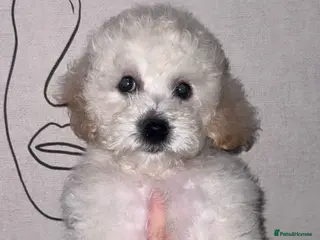 Cavapoochon dogs *REDUCED*LAST BABY GIRLS LEFT READY TO LEAVE NOW - Advert 4