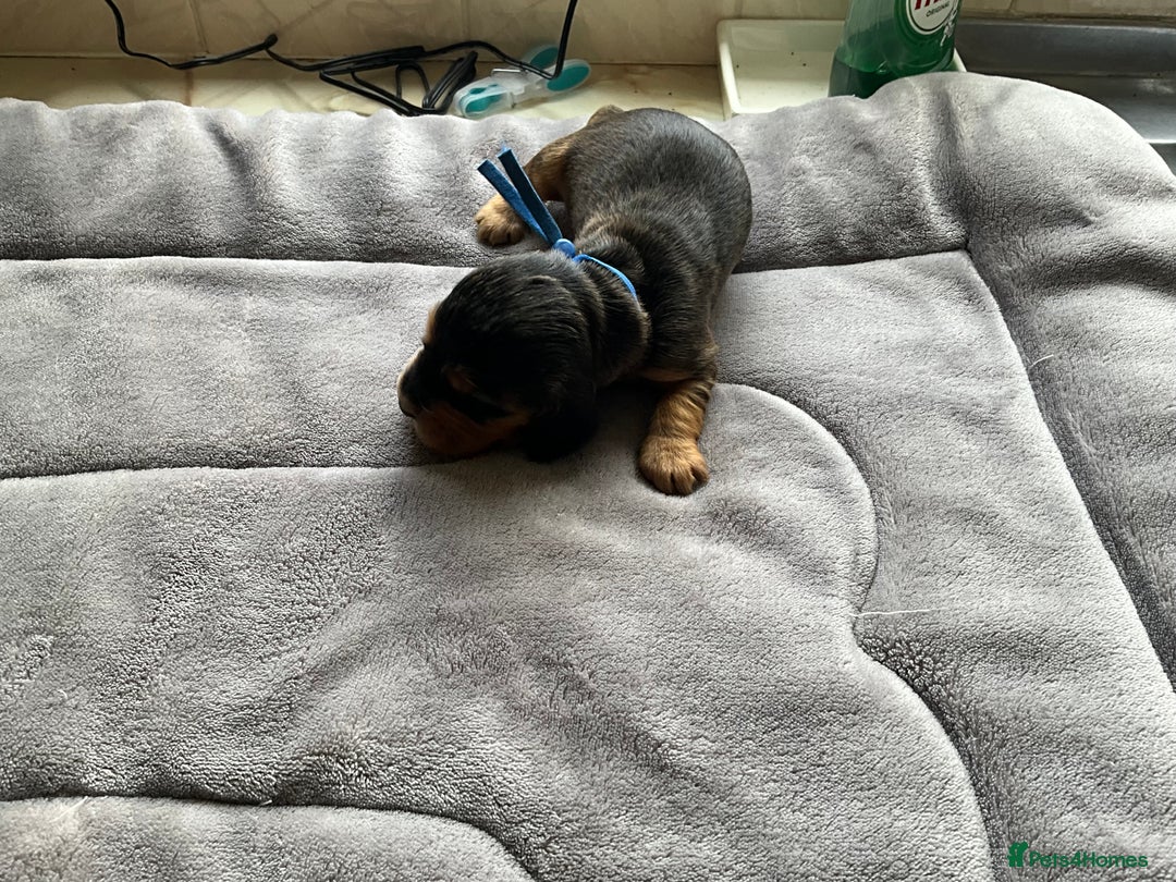 Cocker Spaniel dogs for sale: Sandy - Image 6
