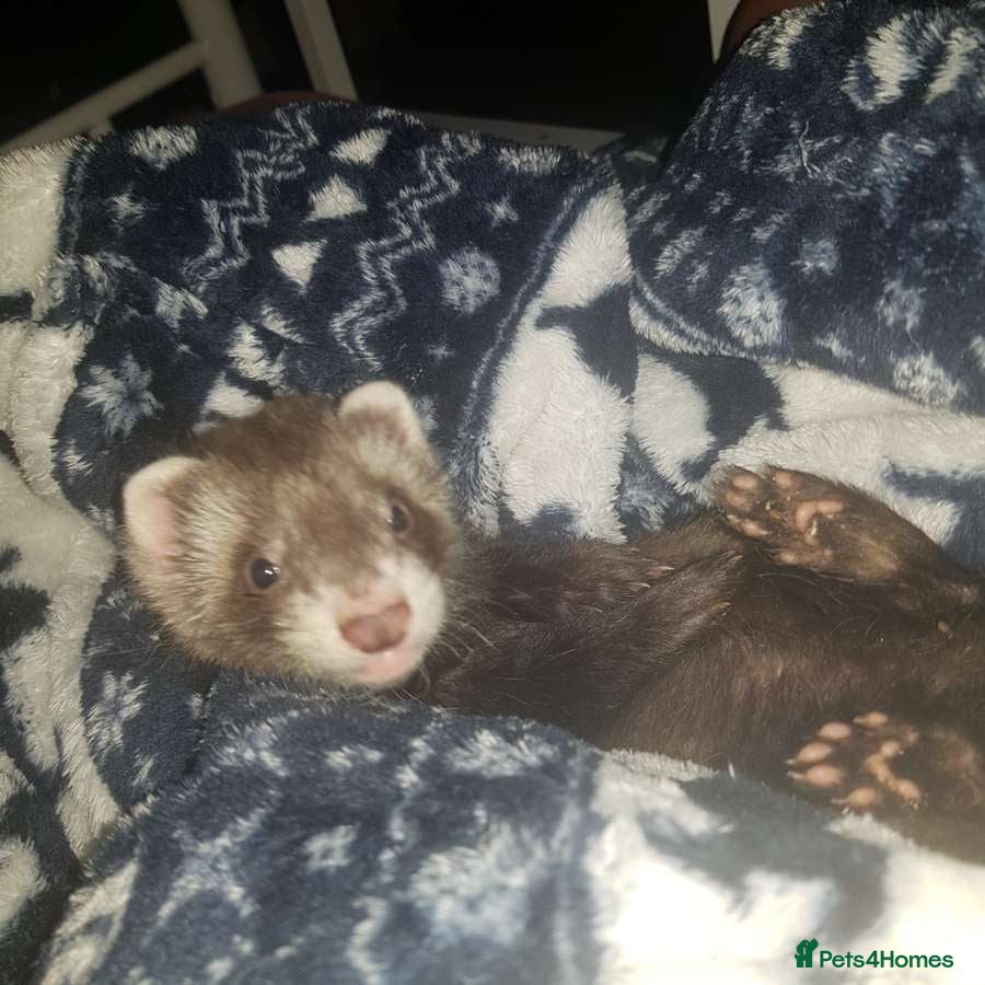 Ferret rodents Male ferret looking new family  - Advert 2