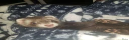 Ferret rodents for sale: Male ferret looking new family  - Advert 1