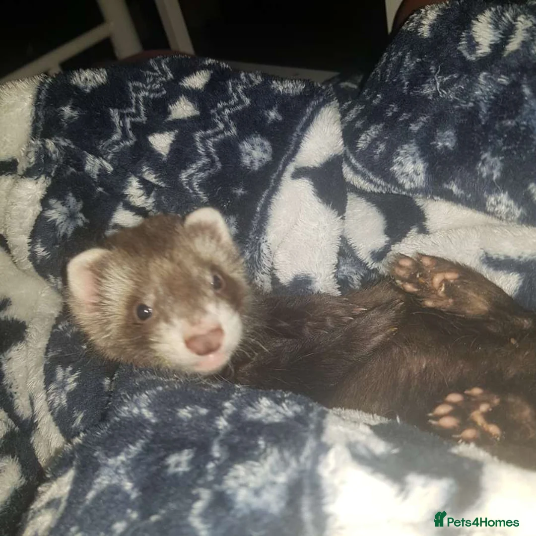 Ferret rodents for sale: Male ferret looking new family  - Advert 1