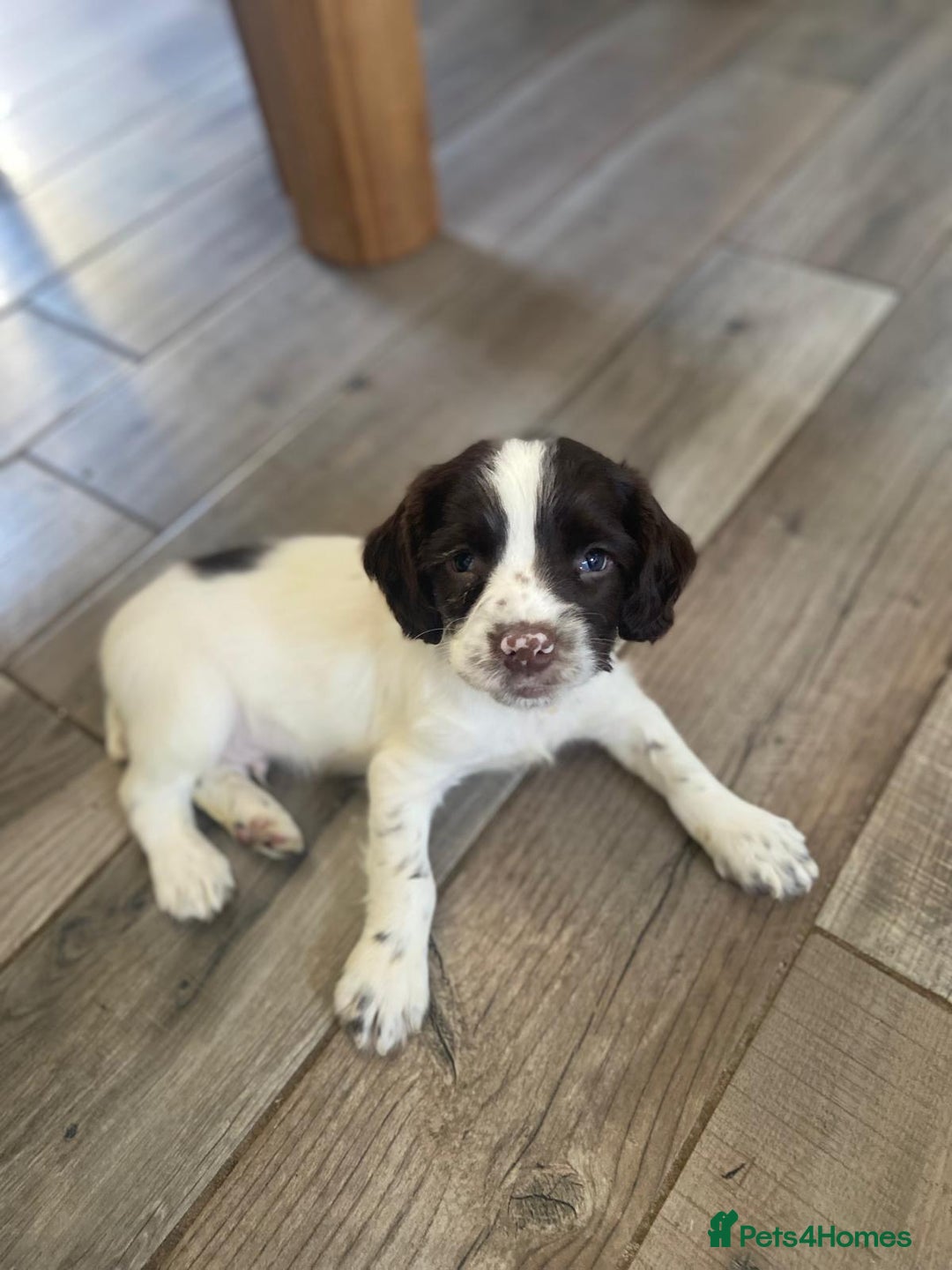 English Springer Spaniel dogs for sale: English Springer Spainel Puppies - Image 2
