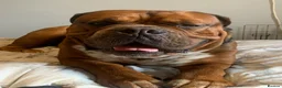 Mixed Breed dogs for sale: Duke!  - Advert 4