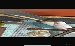 Parrots birds for sale: Ringneck Parrots & Amazon Green - Image 4