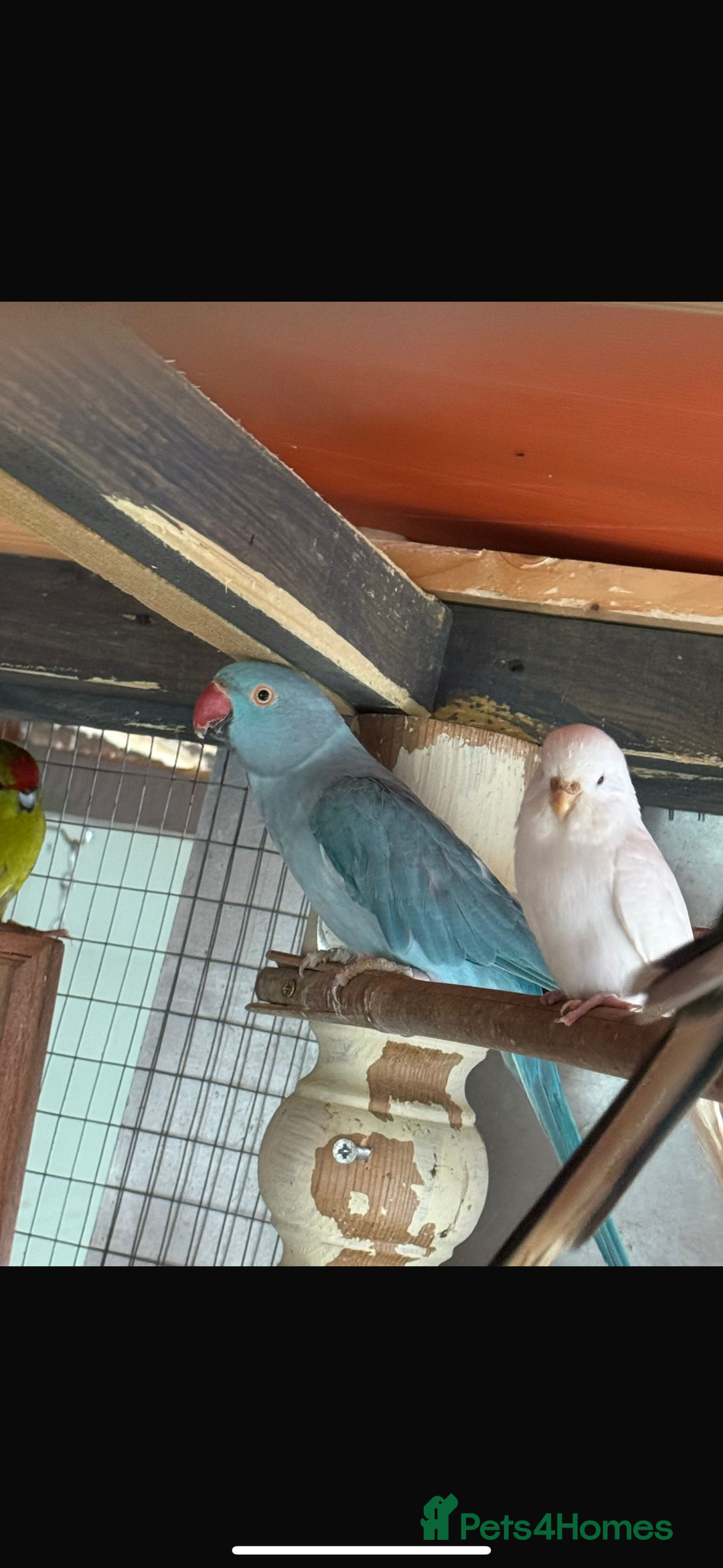 Parrots birds for sale: Ringneck Parrots & Amazon Green - Image 4