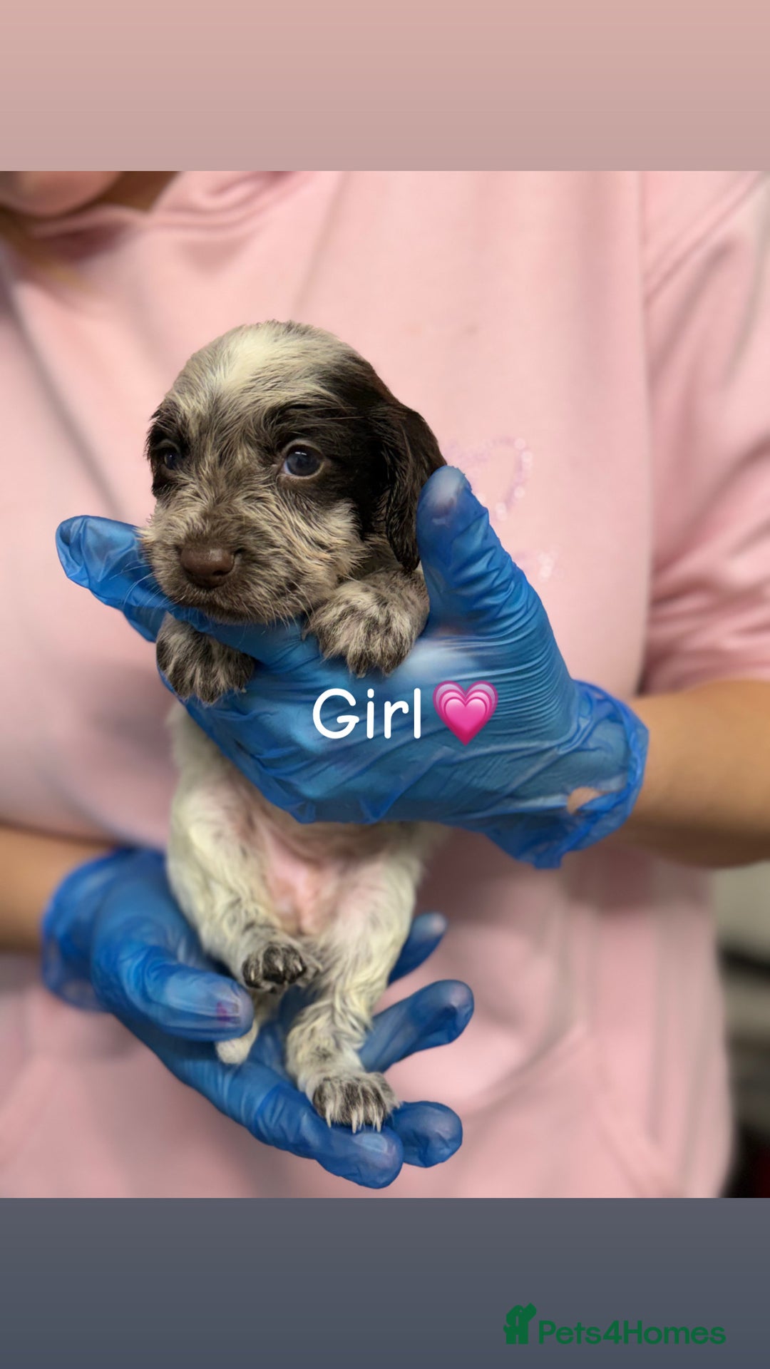 Cocker Spaniel dogs for sale: PureBred Cocker spaniel   - Advert 4