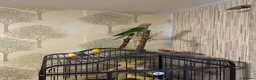 Ringnecks birds for sale: Alexandrine Ringneck - Advert 4