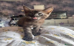 Maine Coon cats for sale: Clover 🍀 11 week old Maincoon x Sphinx girl - Image 8
