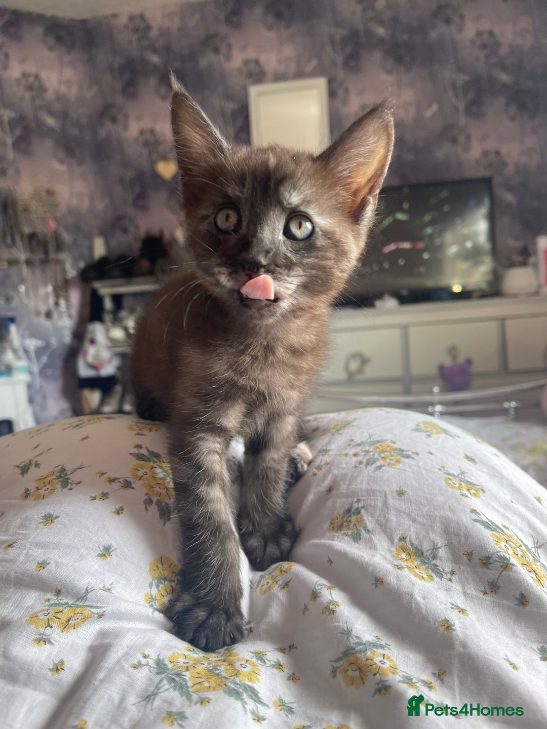 Maine Coon cats for sale: Clover 🍀 11 week old Maincoon x Sphinx girl - Image 8