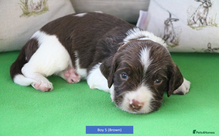 English Springer Spaniel dogs - Advert 2