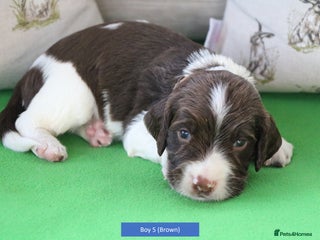 English Springer Spaniel dogs - Advert 2