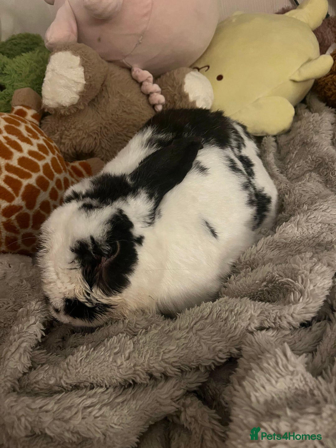 Mixed Breed rabbits for sale: Male rabbit thumper for rehoming - Advert 6