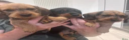 Miniature Dachshund dogs for sale: Miniature dachshund Wirehaired  - Advert 11