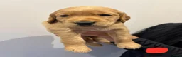 Golden Retriever dogs for sale: Beautiful Golden Retriever Puppies - Advert 5