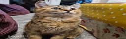 Scottish Fold cats for sale: Scottish fold/straight looking for home  - Advert 1