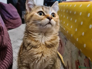 Scottish Fold cats Scottish fold/straight looking for home - Advert 15