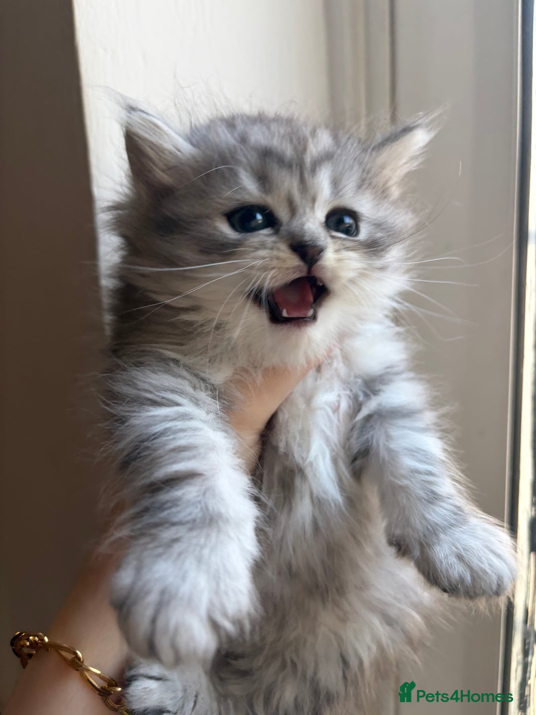 British Shorthair cats for sale: British short hair/persian mother - Advert 25