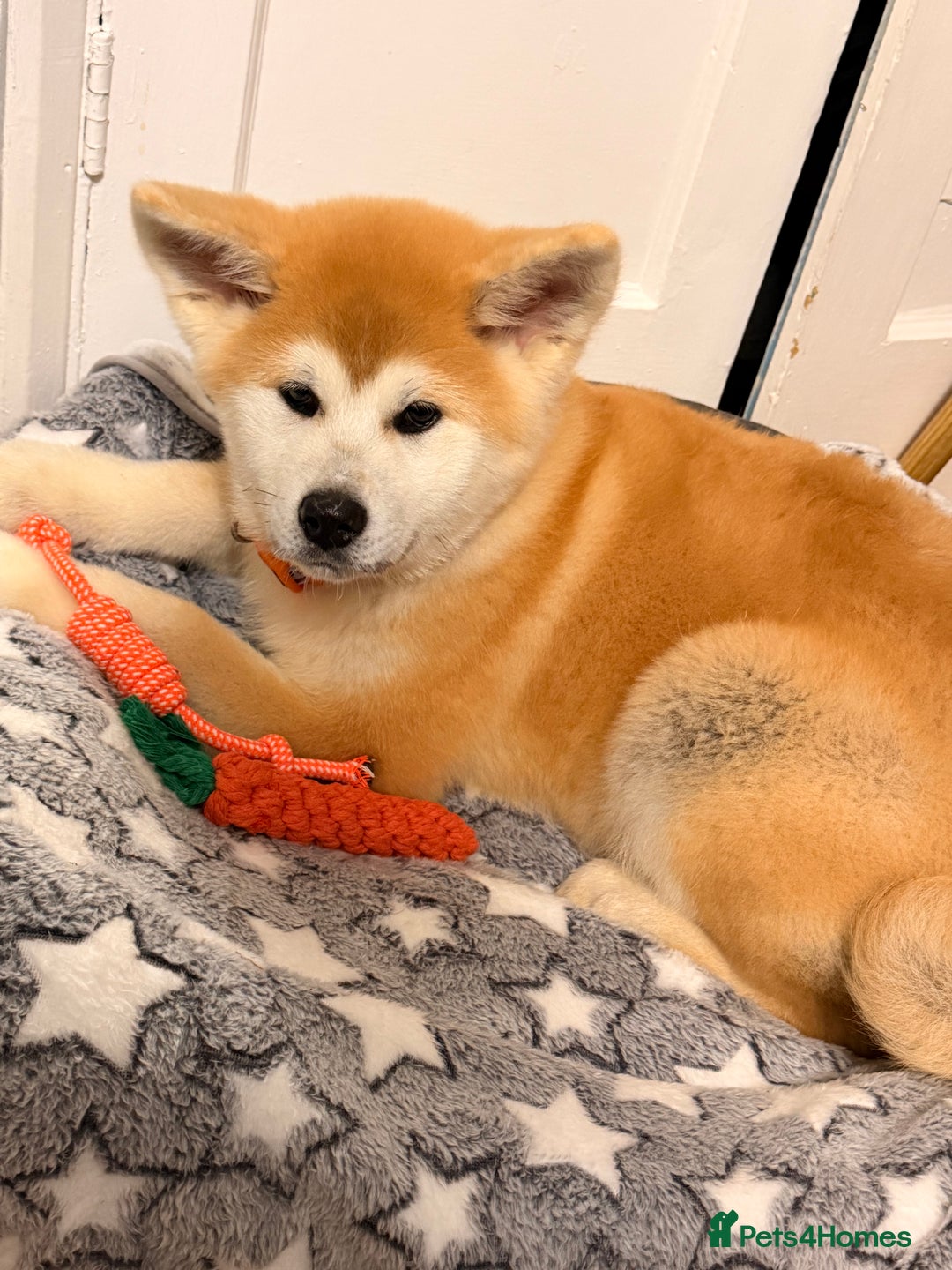 Japanese Akita Inu dogs for sale: Japanese Akita Puppy 10 Weeks Old - Advert 3