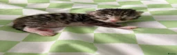 Mixed Breed cats for sale: Beautiful tabby kittens  in Havant - Advert 3