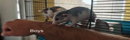 Rat rodents for sale: READY NOW! Updated. Gorgeous fancy dumbo rats - Advert 13