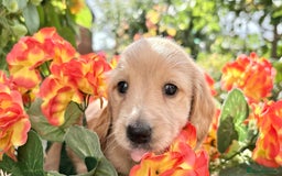 Miniature Dachshund dogs for sale: ♥️FEMALE LONG COAT DACSHOUNDS♥️ - Image 7