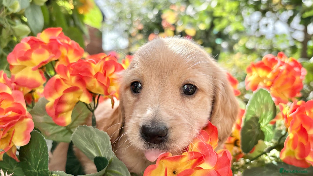 Miniature Dachshund dogs for sale: ♥️FEMALE LONG COAT DACSHOUNDS♥️ - Image 7