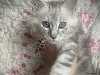 Maine Coon cats Full Maine Coon kittens Parents fully tested - Advert 2