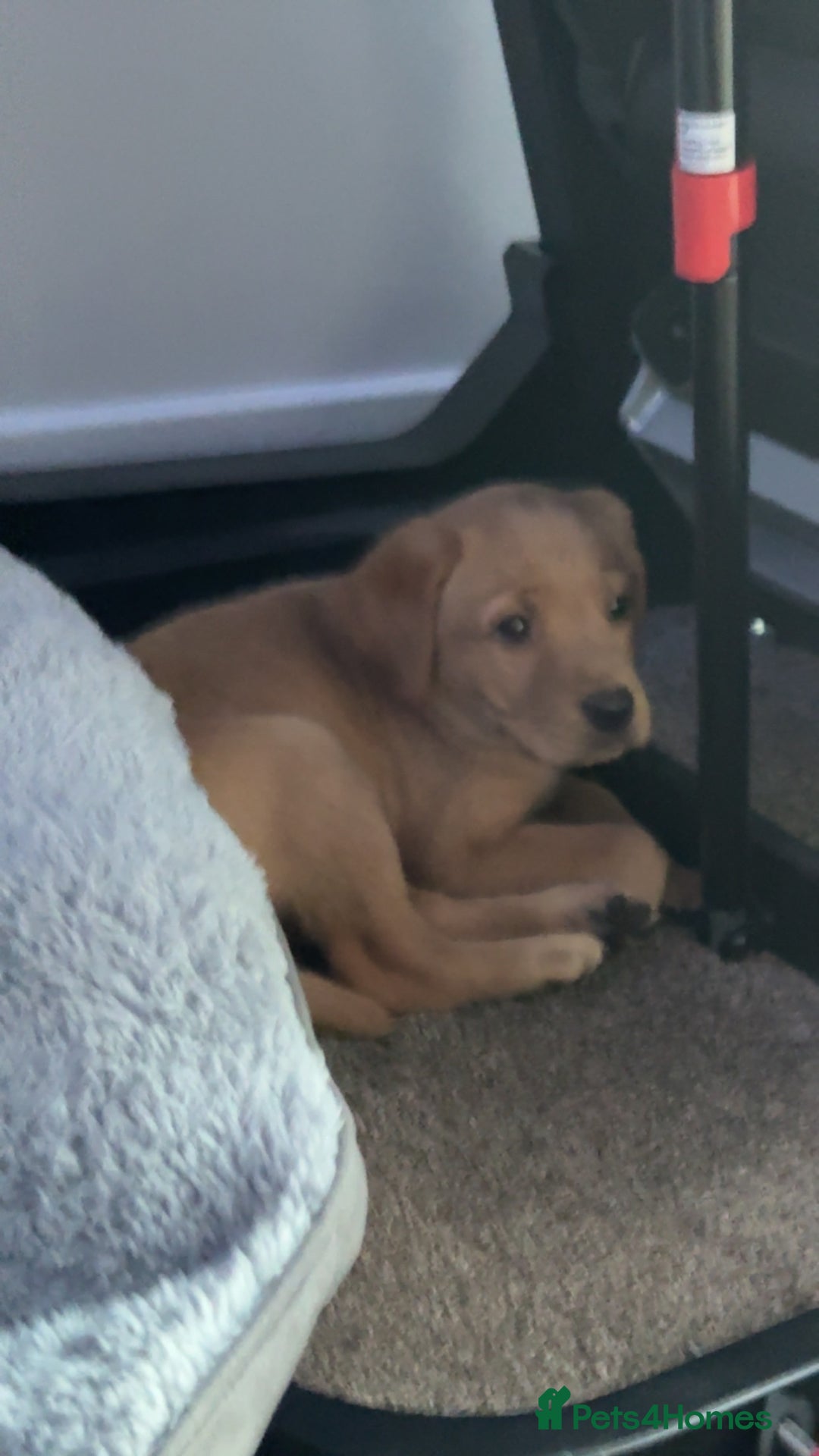 Labrador Retriever dogs for sale: Gorgeous labrador retriever - Advert 3