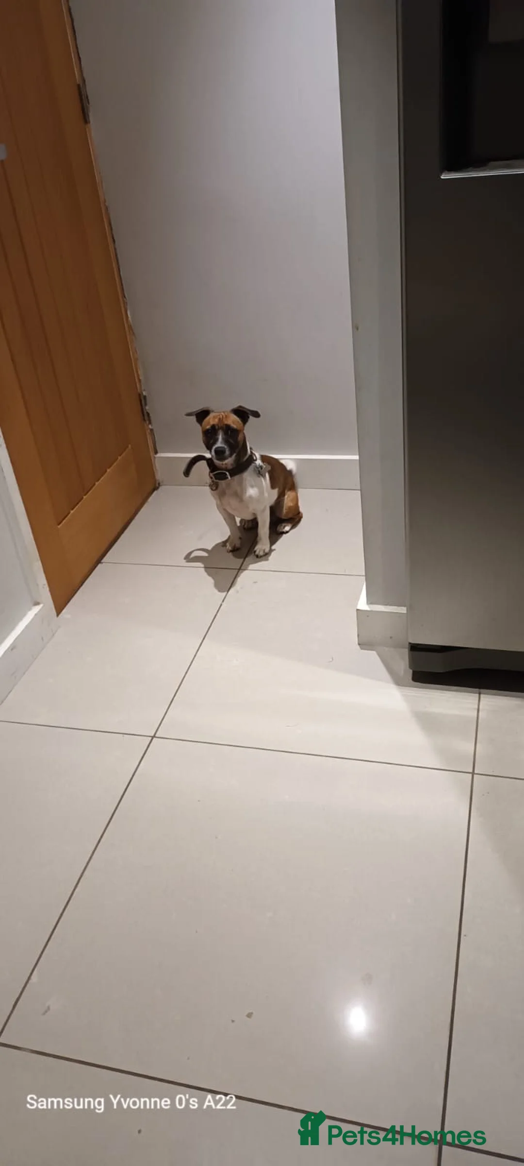 Jack Russell dogs for stud: *JackRussell Stud Ronnie* in Sheerness - Advert 2