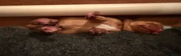 Labrador Retriever dogs for sale: Stunning litter of Fox Red Labrador puppies  - Advert 7