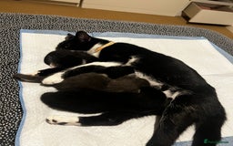 Mixed Breed cats for sale: X3 kittens for sale  - Image 5