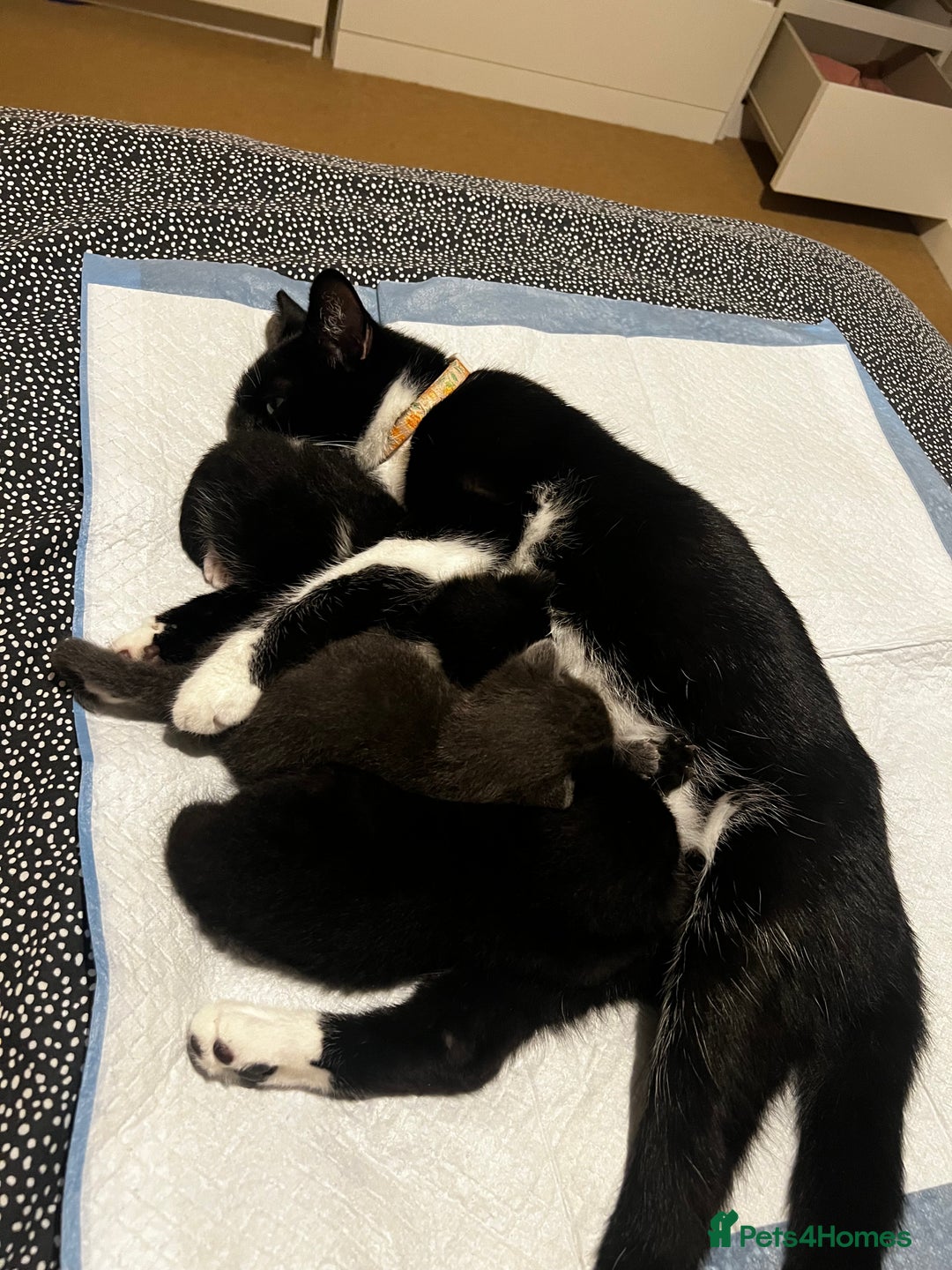 Mixed Breed cats for sale: X3 kittens for sale  - Image 5