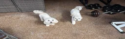 Havanese dogs for sale: Havanesses puppy  in Peterborough - Advert 12