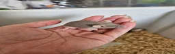 Mouse rodents for sale: Fancy mice  - Advert 5