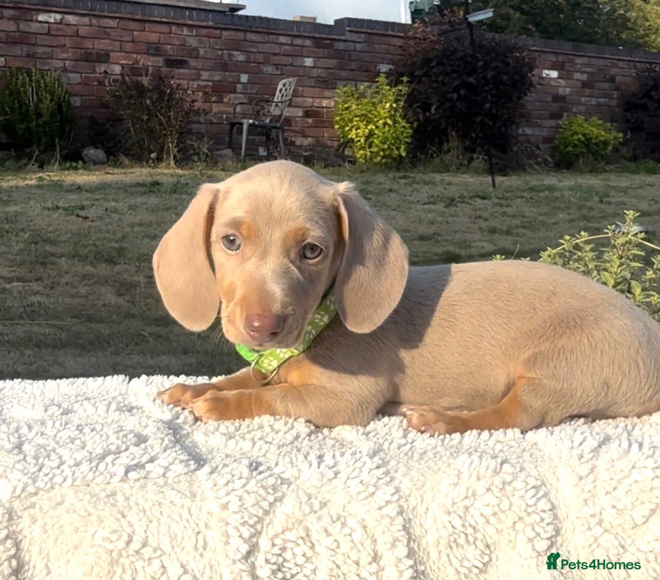Miniature Dachshund dogs 2 Isabella & tan boys left - Advert 1