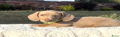 Miniature Dachshund 2