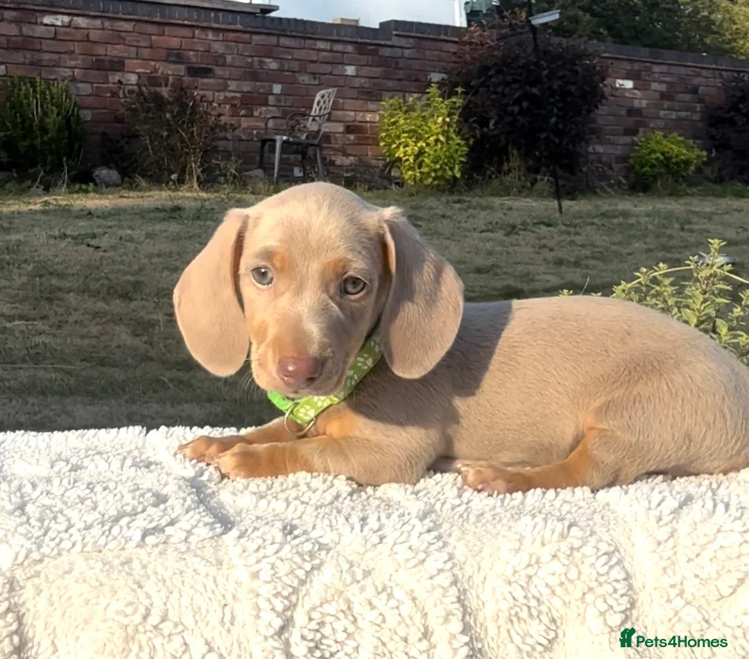 Miniature Dachshund dogs for sale: 2 Isabella & tan boys left in Stoke-on-Trent - Advert 1