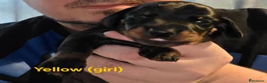 Miniature Dachshund 4