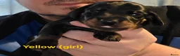 Miniature Dachshund dogs for sale: Wonderful litter of black & tan pups - Advert 6