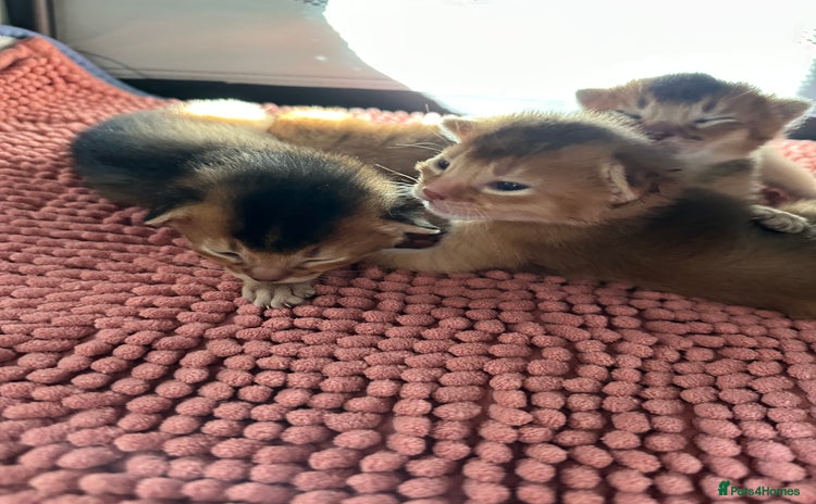 Abyssinian cats - Advert 3