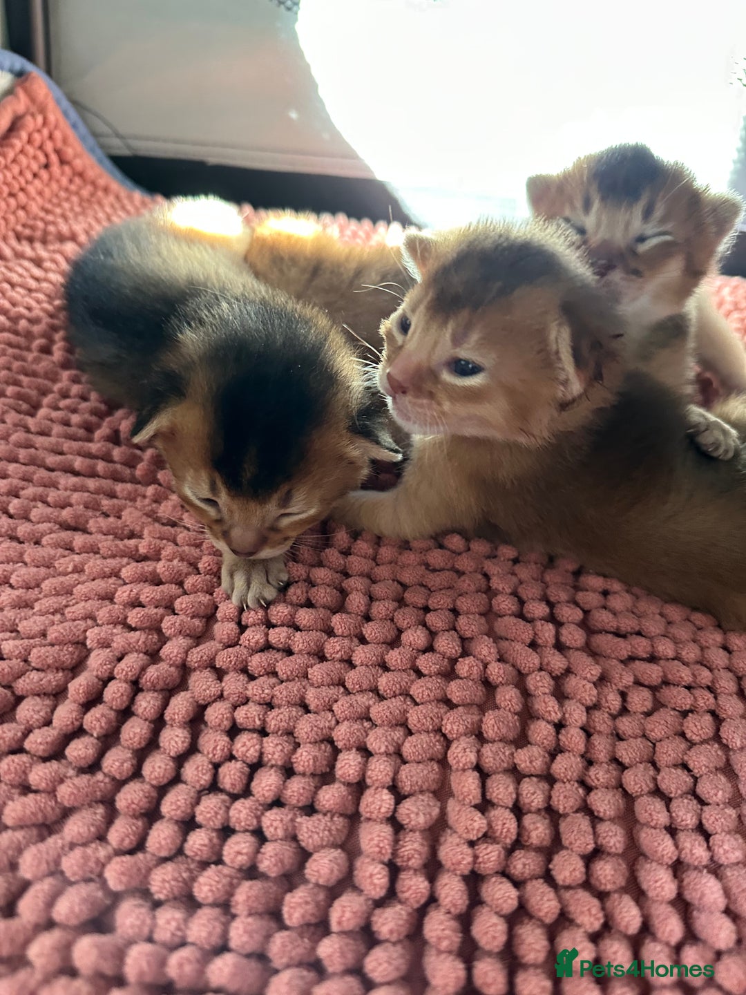 Abyssinian cats for sale: Tica reg. Abyssinian kittens  - Image 2
