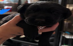 Labrador Retriever dogs for sale: Stunning litter of pure bred black Labrador pups  - Image 22