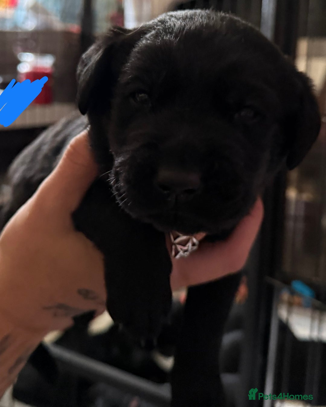 Labrador Retriever dogs for sale: Stunning litter of pure bred black Labrador pups  - Image 22