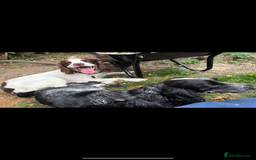 Sprocker dogs for sale: Norwich  - Image 26