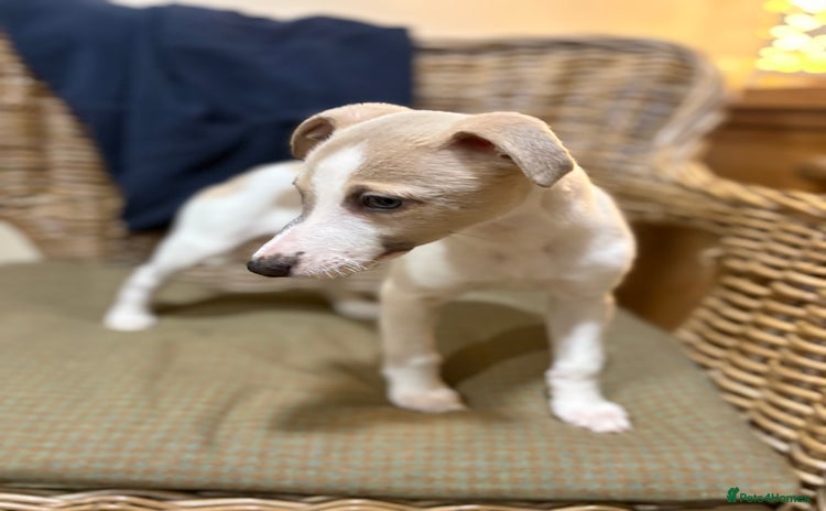 Whippet dogs - Advert 5