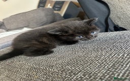 Mixed Breed cats for sale: Mixed breed kittens  - Image 5